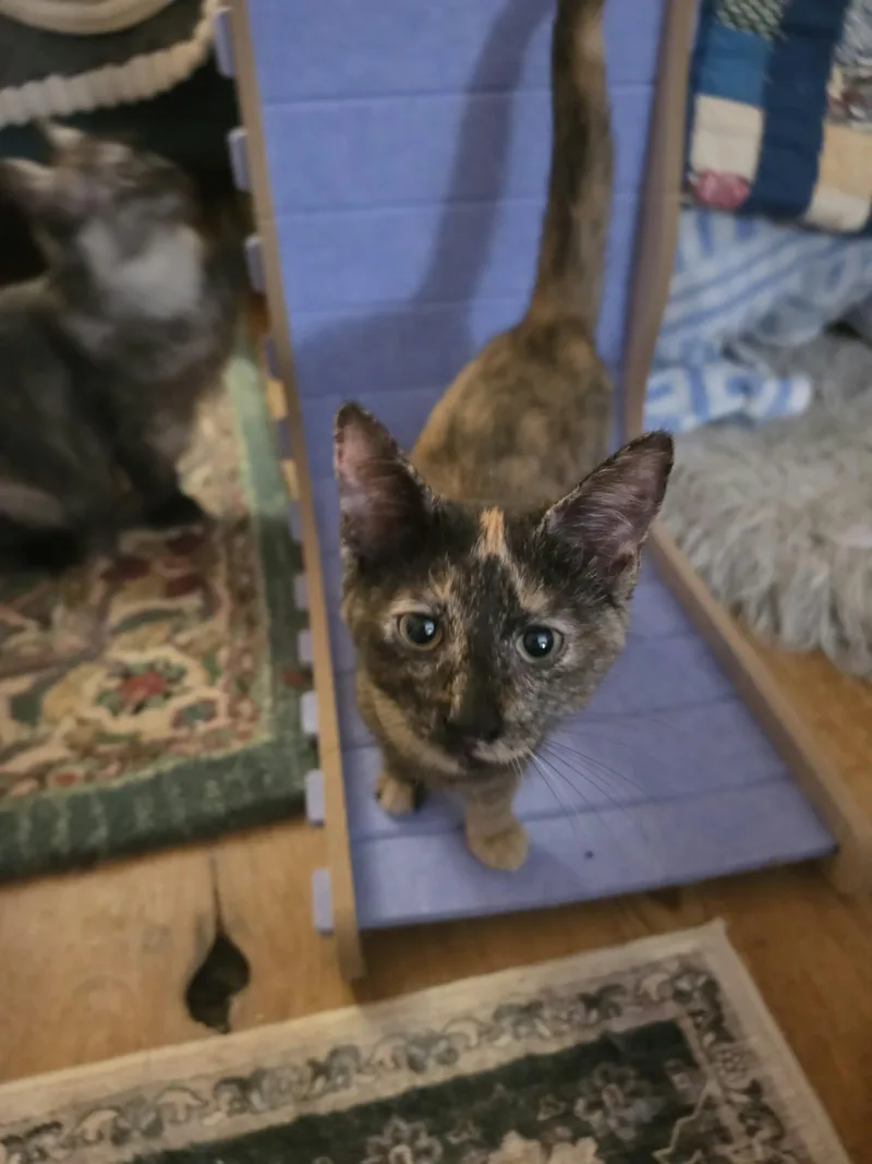 A young medium-sized female Domestic Short Hair cat named Paisley for adoption in Belchertown, MA