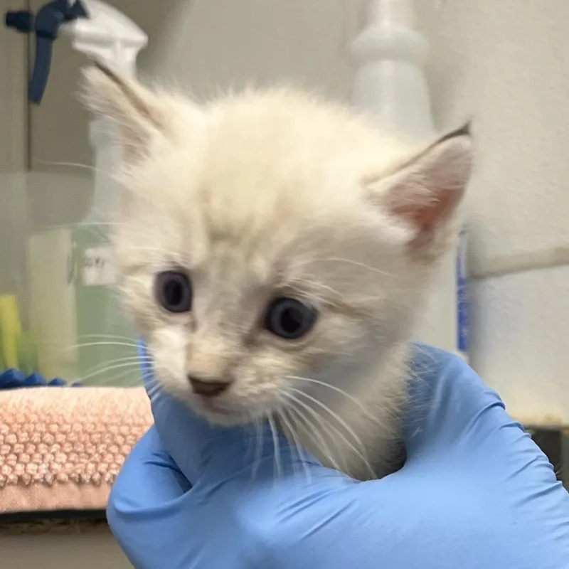 A baby small-sized male Cream / Ivory Domestic Short Hair cat named 71283 for adoption in Harrisonburg, VA