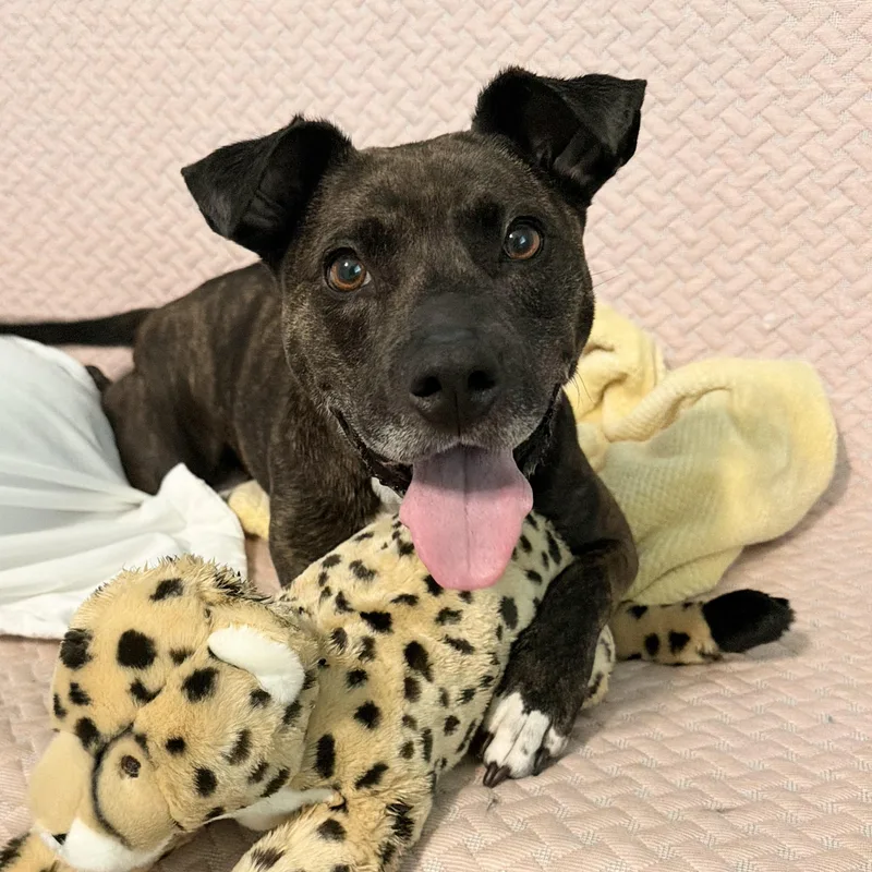 An adult medium-sized female Labrador Retriever dog named Tulip for adoption in Birmingham, AL