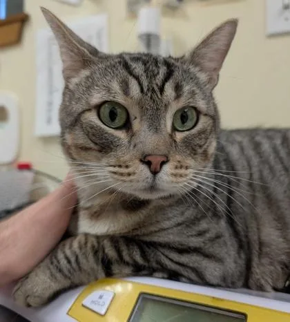 An adult large-sized male Domestic Short Hair cat named Timbit for adoption in Burlington, WA