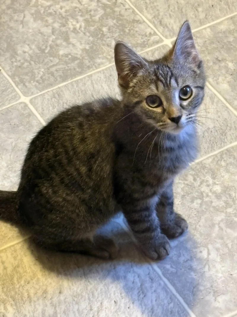 A young medium-sized male Tabby (Brown / Chocolate) Domestic Short Hair cat named Ollie for adoption in Riverside, RI