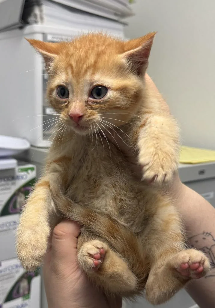 A baby medium-sized male Domestic Short Hair cat named Beebop for adoption in St. Cloud, MN