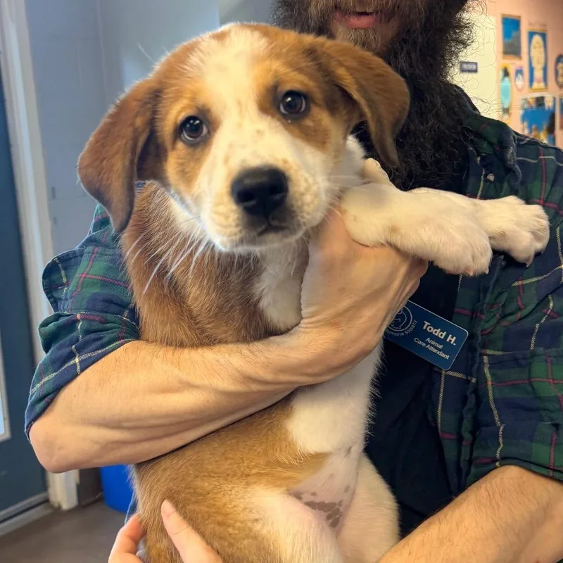 A baby large-sized female White / Cream Mixed Breed dog named Dixie for adoption in Hendersonville, NC