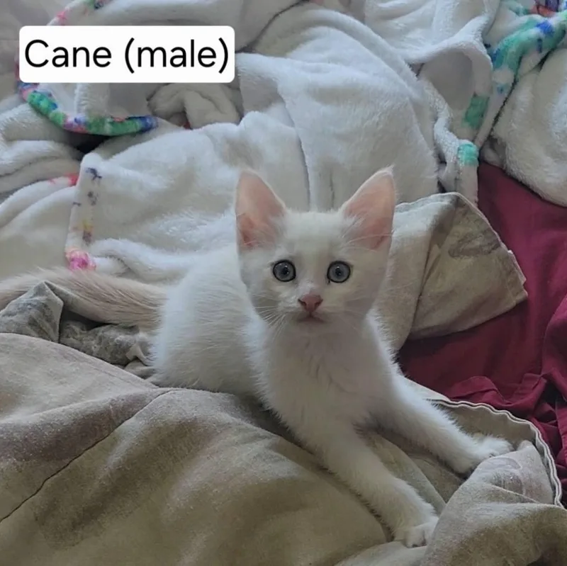 A baby medium-sized male White Domestic Short Hair cat named Cane for adoption in Omaha, NE