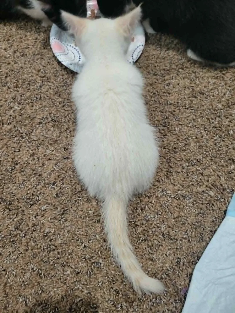 Cane thumbnail 2