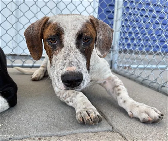 A young medium-sized male Basset Hound dog named Cooper for adoption in Bakersfield, CA