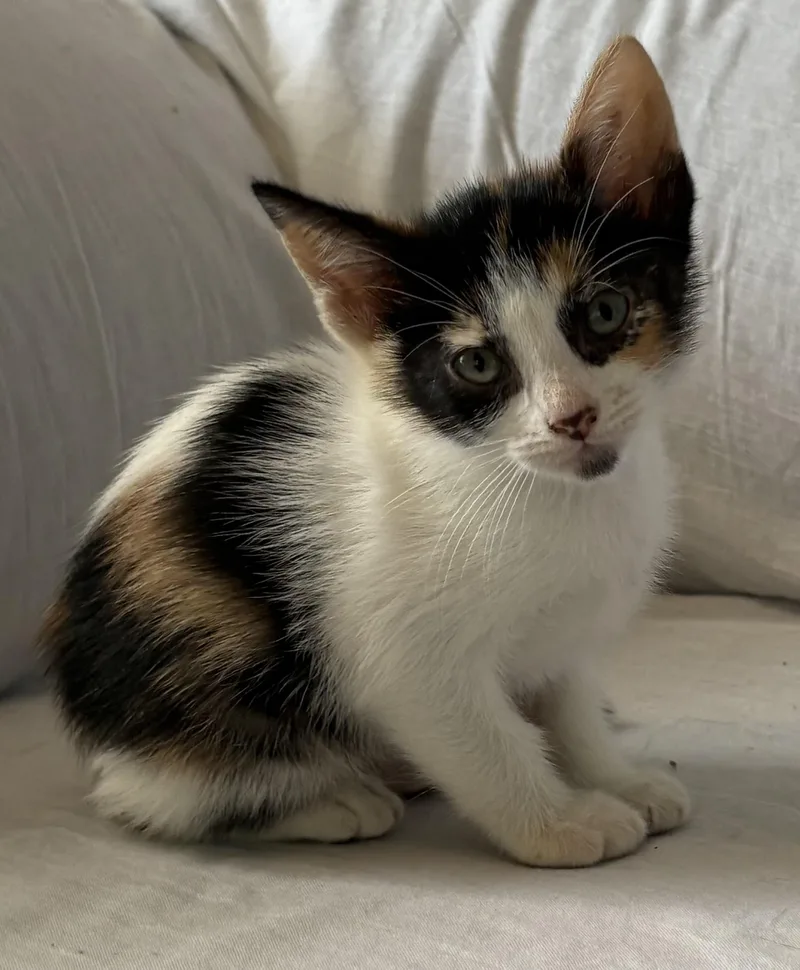 A baby small-sized female Calico Domestic Short Hair cat named Venus for adoption in Aibonito, PR