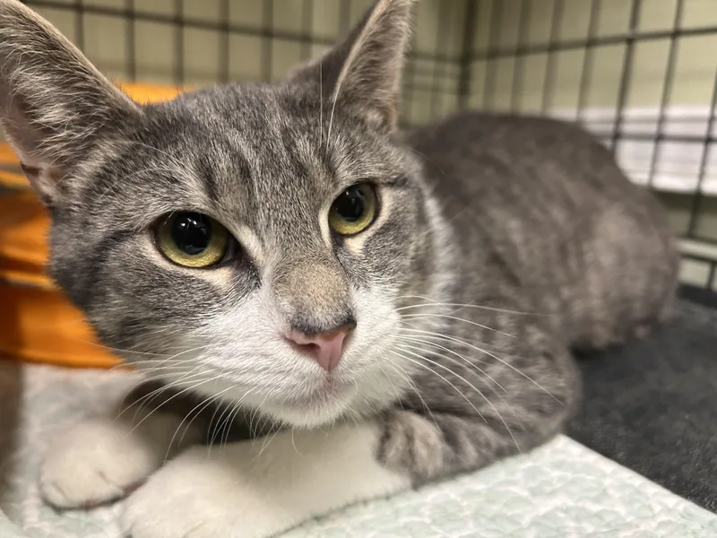 A young medium-sized male Gray & White Domestic Short Hair cat named Pecan for adoption in Cape May, NJ