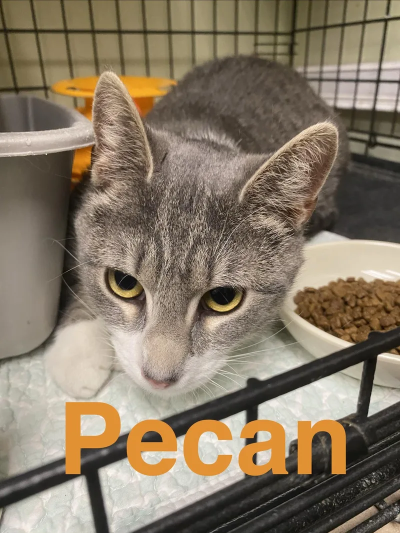 Pecan thumbnail 2