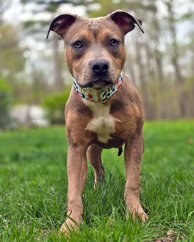 A young medium-sized male Pit Bull Terrier dog named Egg Roll for adoption in Westminster, MA
