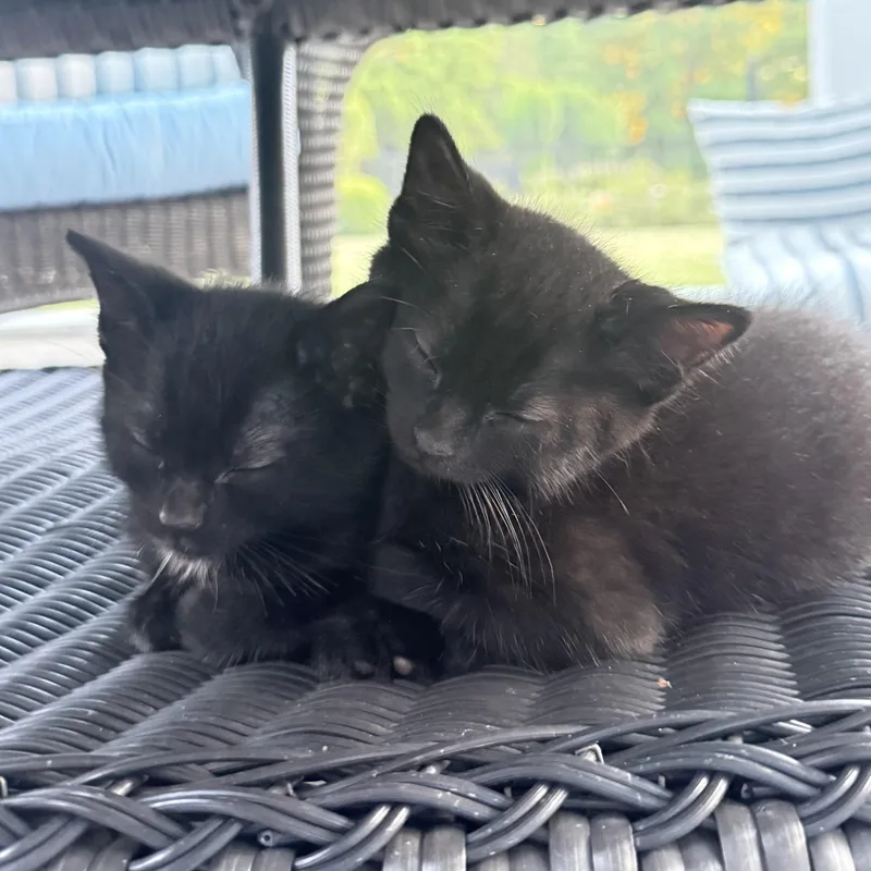 Digit & Ollie thumbnail 3
