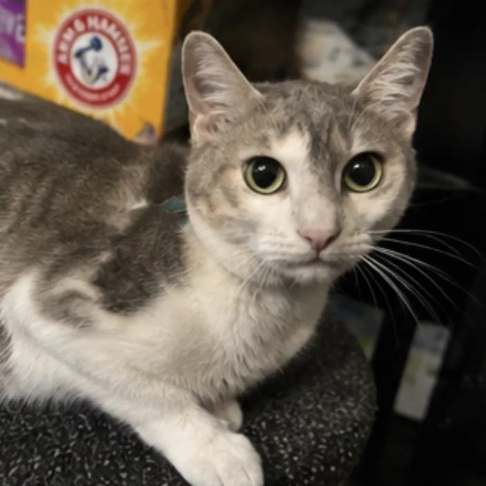 A young medium-sized female Gray / Blue / Silver Domestic Short Hair cat named Rin for adoption in Boston, MA