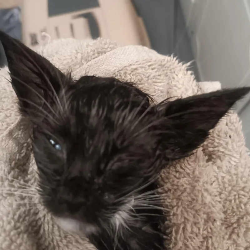 A baby small-sized female Black Domestic Short Hair cat named Angel for adoption in Marion, IL