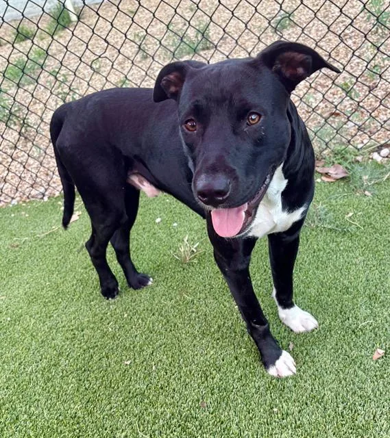 A young medium-sized male Mixed Breed dog named Ember for adoption in Jacksonville, FL