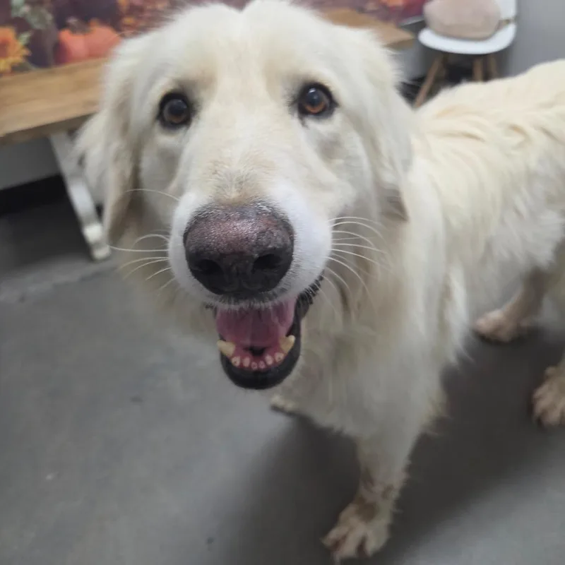 An adult large-sized male Golden Retriever dog named Otto for adoption in Normal, IL