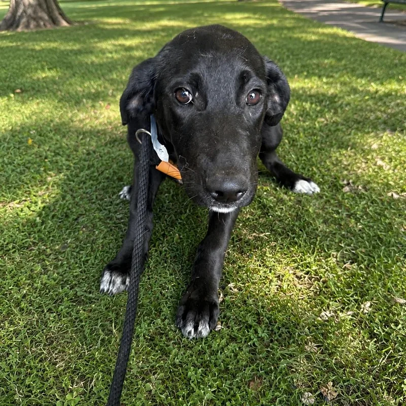 Piper