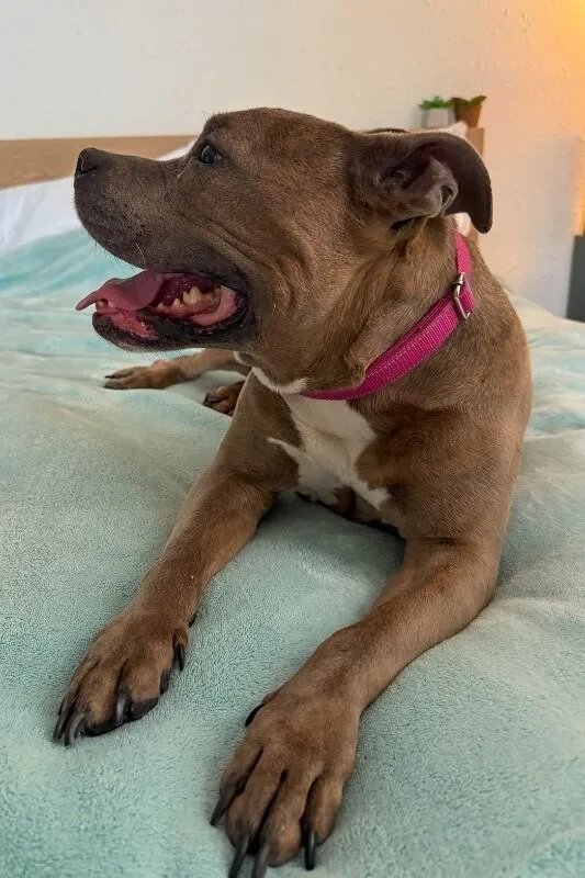 An adult large-sized female Gray / Blue / Silver Mixed Breed dog named Shirley for adoption in Cincinnati, OH