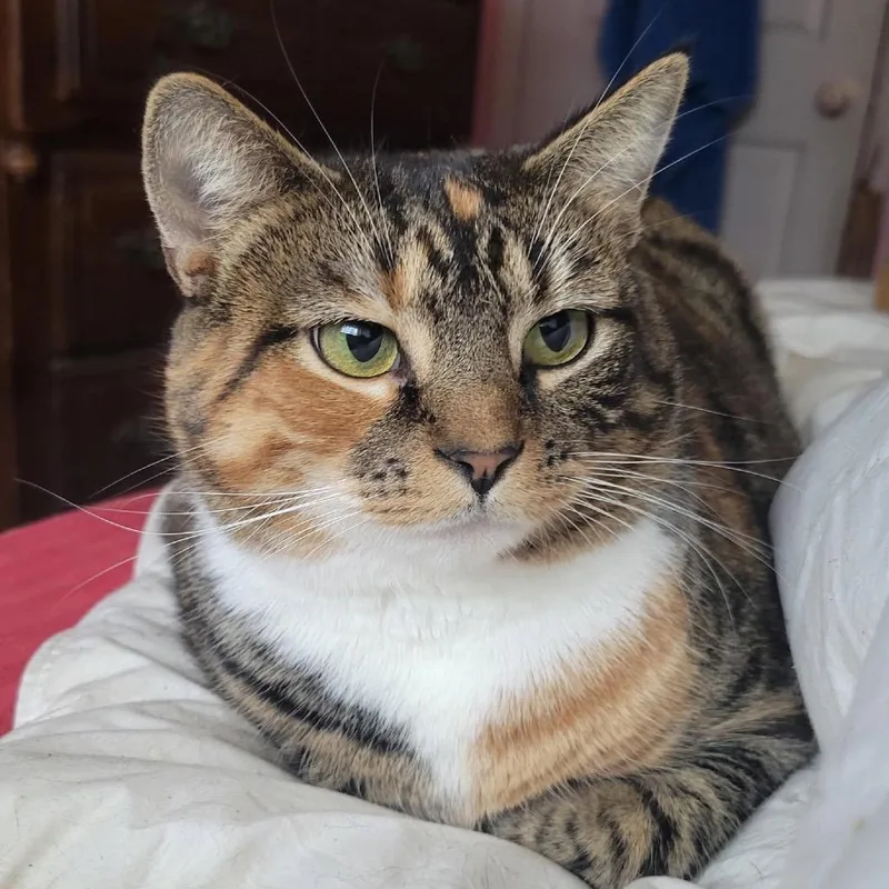 Sweetie Pie thumbnail 2