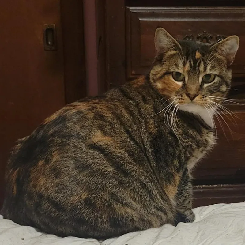 Sweetie Pie thumbnail 3