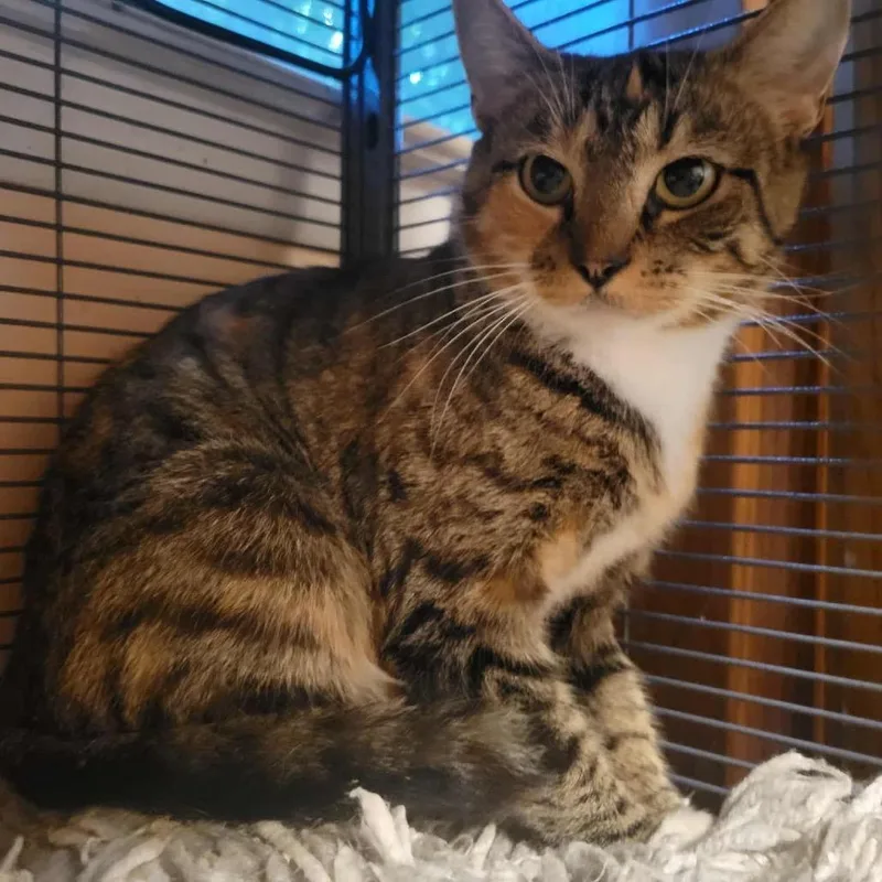 Sweetie Pie thumbnail 4