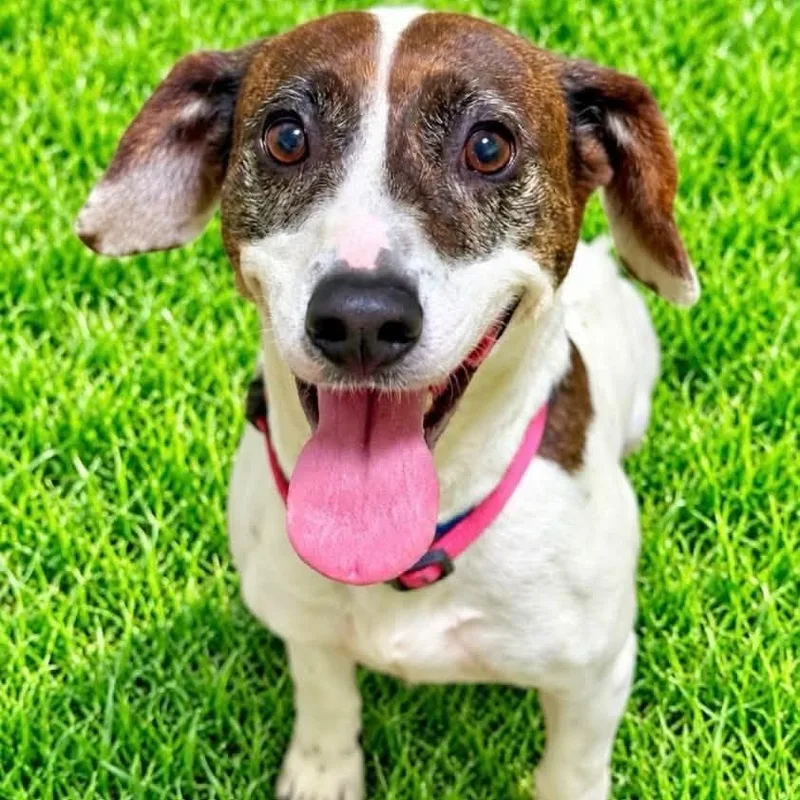 An adult medium-sized female Brindle Hound dog named Roci for adoption in Battle Creek, MI