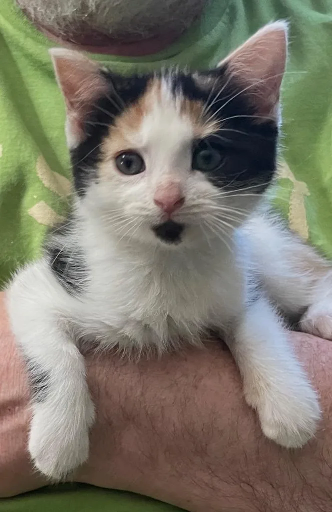 Callie