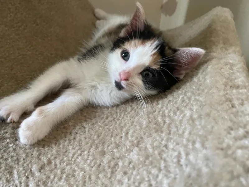 Callie thumbnail 2