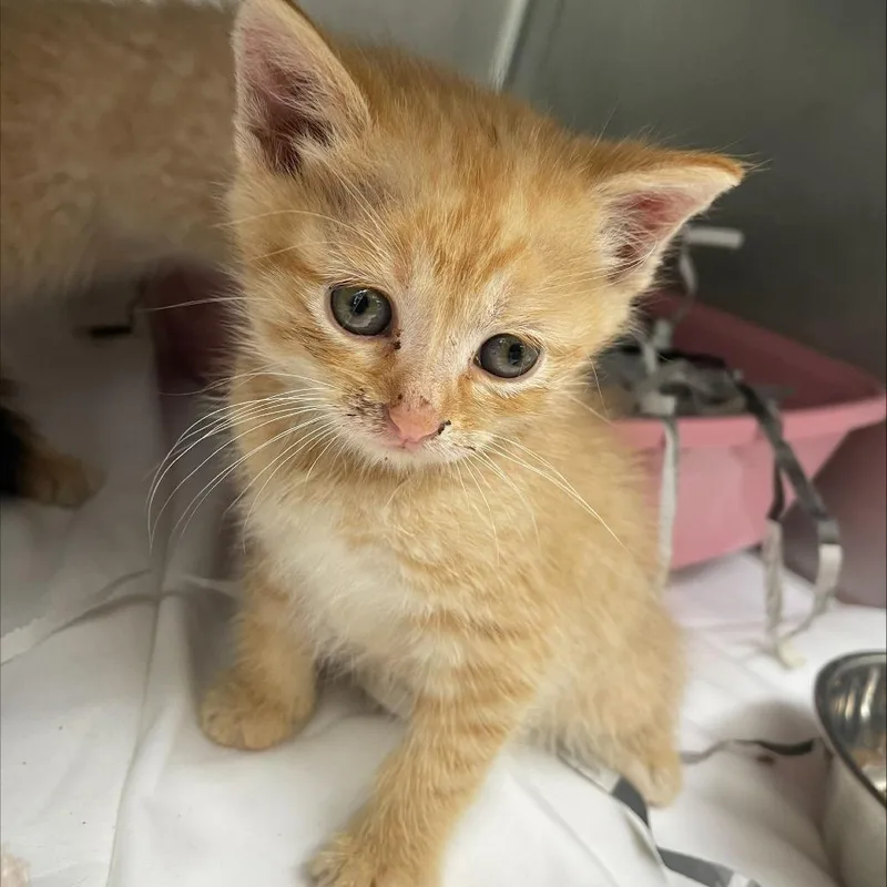 A baby small-sized male Orange / Red Domestic Short Hair cat named Robby FKA Cody for adoption in Philadelphia, PA
