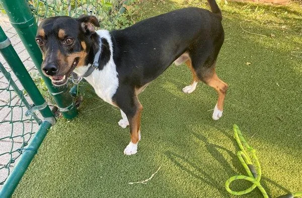 An adult medium-sized male Fox Terrier dog named Jojo for adoption in Austin, TX