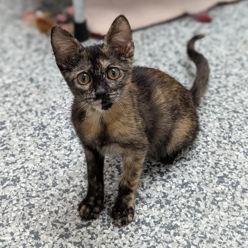 Cleo thumbnail 5