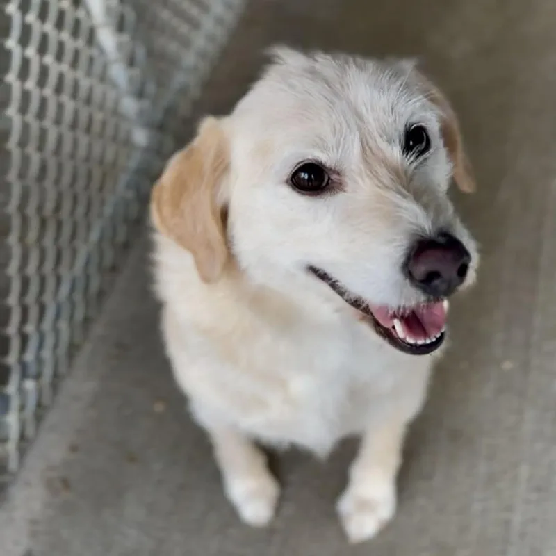 An adult medium-sized female Yellow / Tan / Blond / Fawn Mixed Breed dog named Tater for adoption in Washington Township, OH