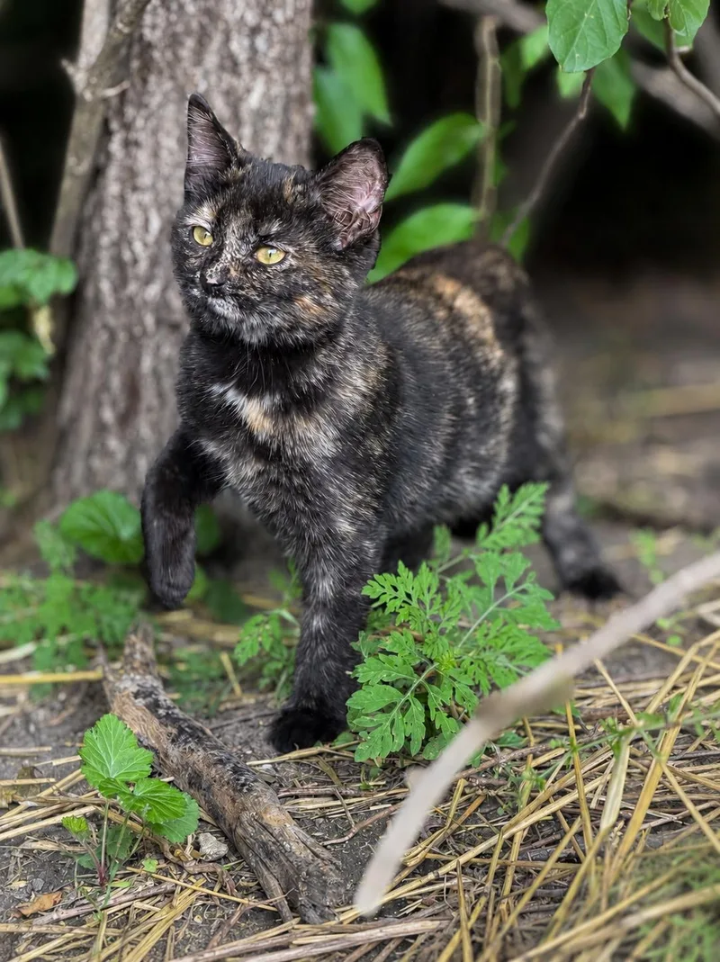 A baby medium-sized female Tortoiseshell cat named Brinley for adoption in Copley, OH