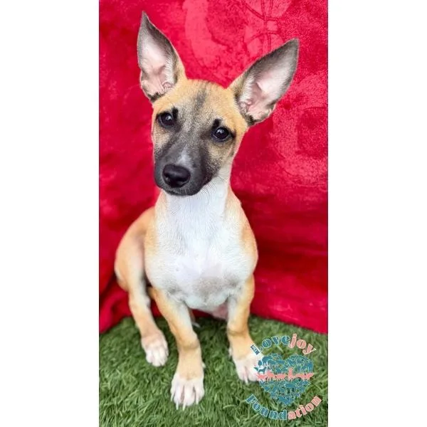 A baby small-sized female Yellow / Tan / Blond / Fawn Chihuahua dog named Az Duophoenix for adoption in Inglewood, CA
