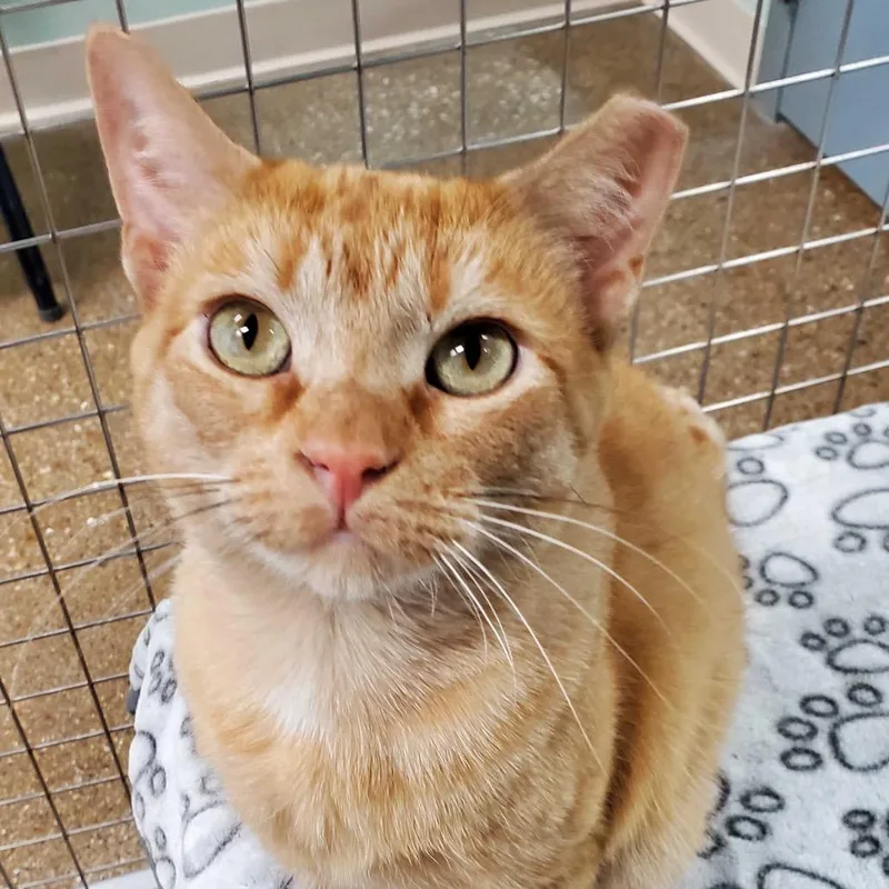 Vera thumbnail 6