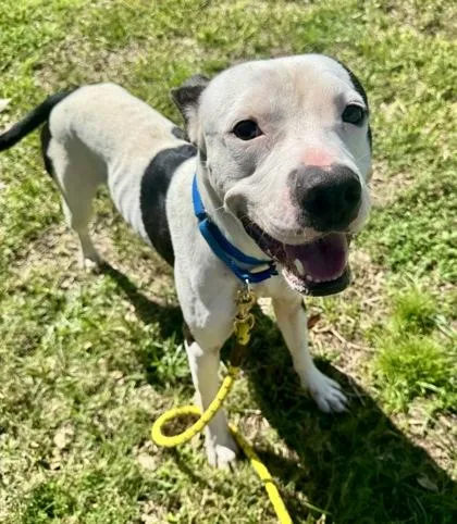 An adult large-sized male Mixed Breed dog named Macho for adoption in Vero Beach, FL