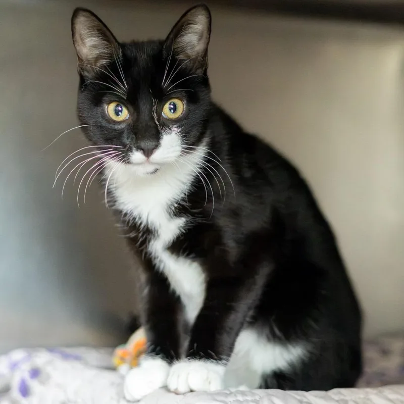 A baby medium-sized male Black Domestic Short Hair cat named Spencer for adoption in Newark, DE