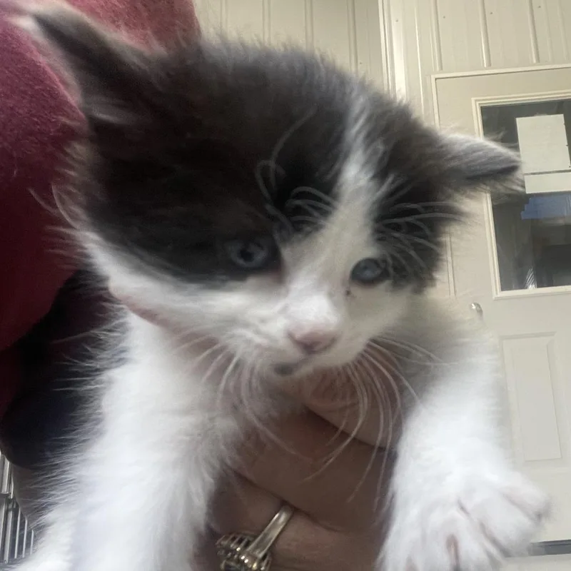 A baby small-sized female Gray / Blue / Silver Extra-Toes Cat / Hemingway Polydactyl cat named Daffodil for adoption in Buffalo, WY