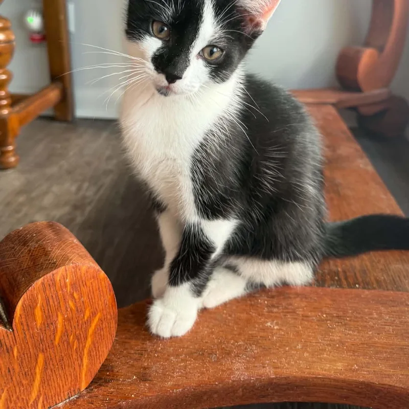 A baby medium-sized male Black & White / Tuxedo Domestic Short Hair cat named Orion & Sirius for adoption in Buffalo, NY