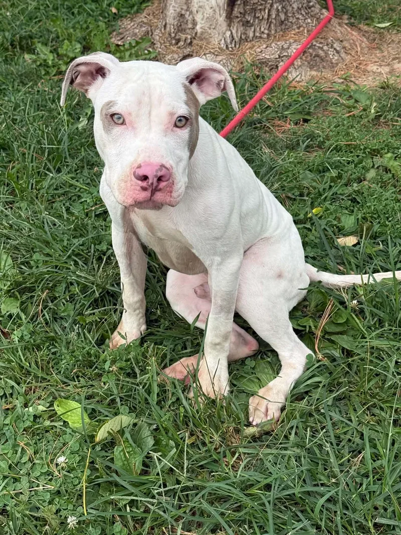 A young medium-sized male White / Cream Pit Bull Terrier dog named Chaos for adoption in Springfield, IL