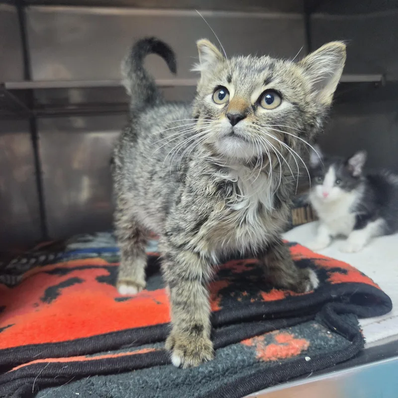 A baby small-sized male Tabby (Brown / Chocolate) Domestic Short Hair cat named Scream for adoption in Brookings, SD