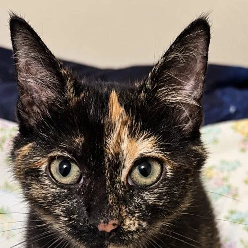A baby small-sized female Tortoiseshell cat named AppleJack for adoption in Edmond, OK