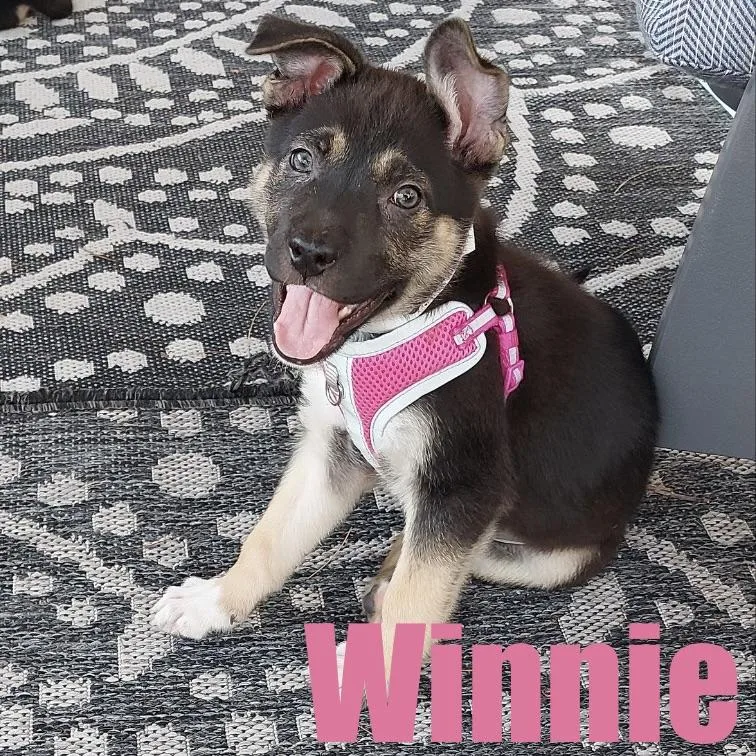 A baby medium-sized female Shepherd dog named Winnie for adoption in Ellicott City, MD
