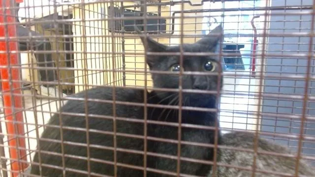 A baby small-sized male Domestic Short Hair cat named Ben for adoption in Miami, FL