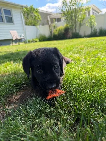 Pedro