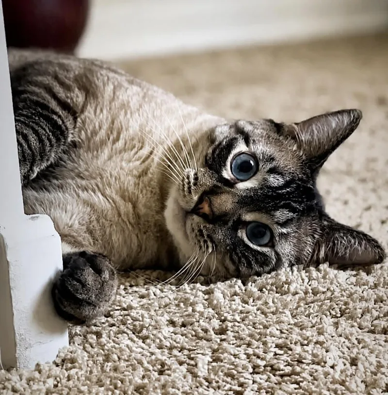 An adult medium-sized male Buff / Tan / Fawn Siamese cat named Ghost Greyson for adoption in Chandler, AZ