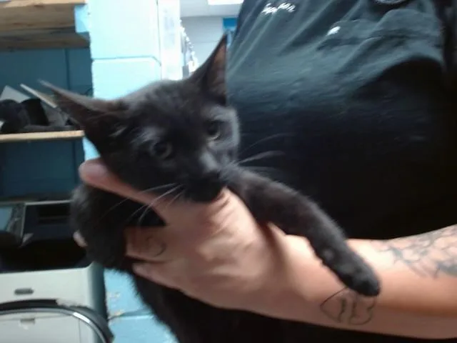 A baby small-sized male Domestic Short Hair cat named Hickory for adoption in Albuquerque, NM