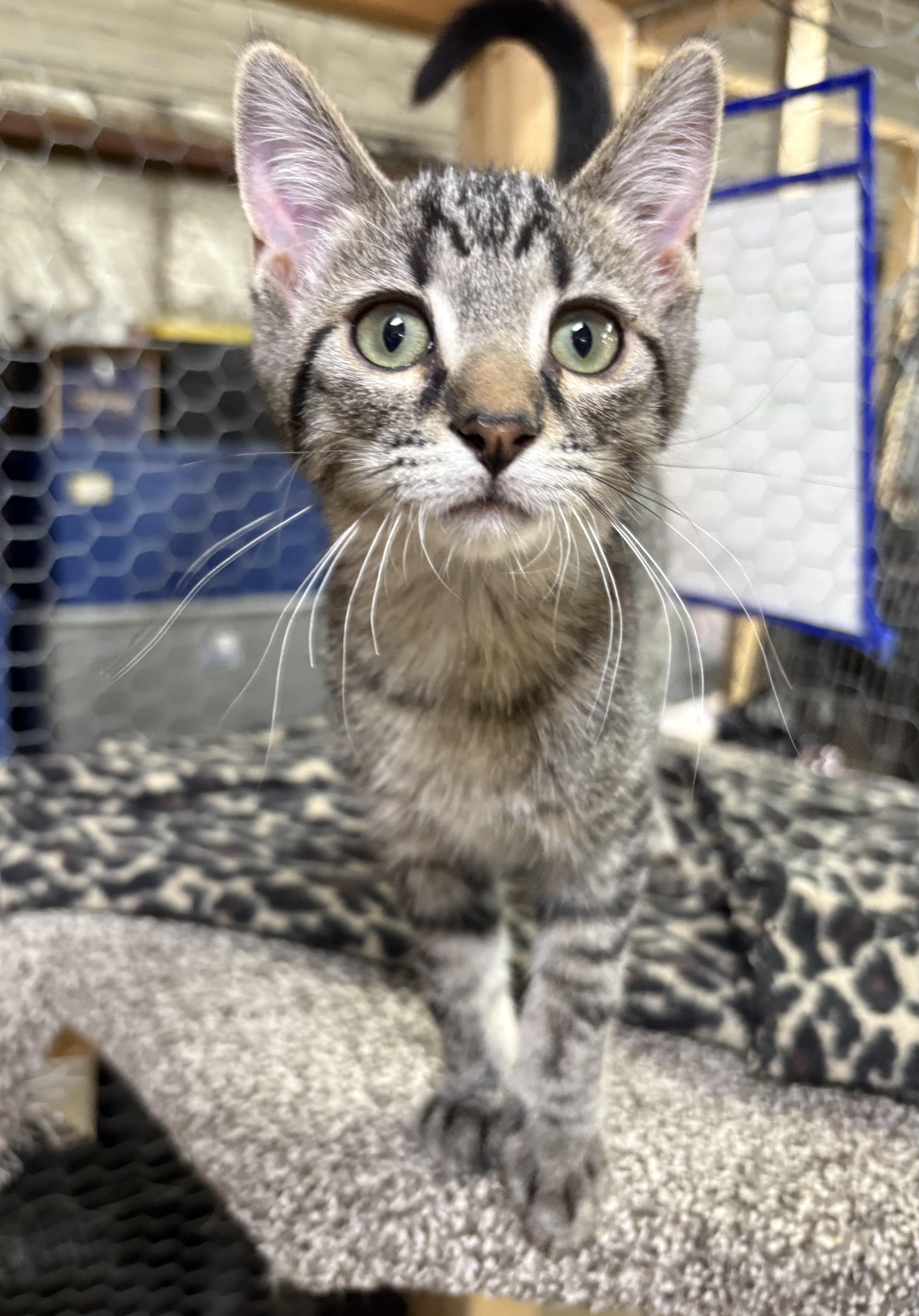 A baby small-sized male Tabby (Brown / Chocolate) Domestic Short Hair cat named Giovonni for adoption in Faribault, MN