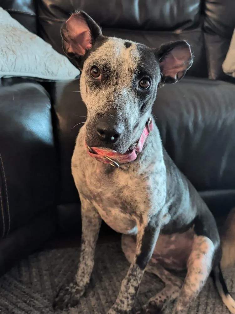 An adult medium-sized female Tricolor (Brown, Black, & White) Australian Cattle Dog / Blue Heeler dog named Dottie for adoption in Lakeland, FL
