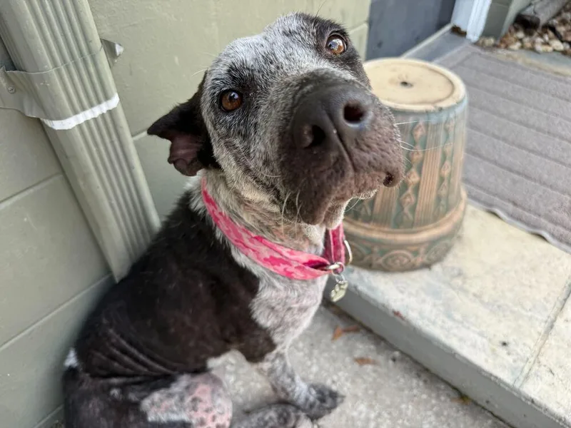 Dottie thumbnail 2