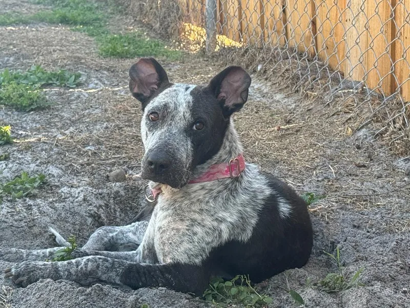 Dottie thumbnail 3